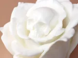 Skull Rose-5