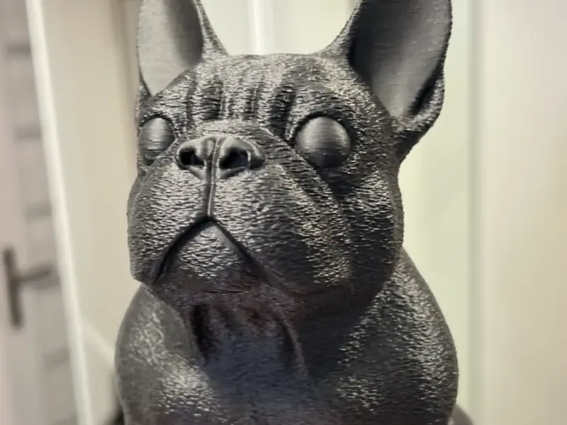 Bul dog francês 