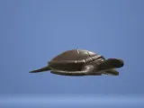 Sea turtle-2