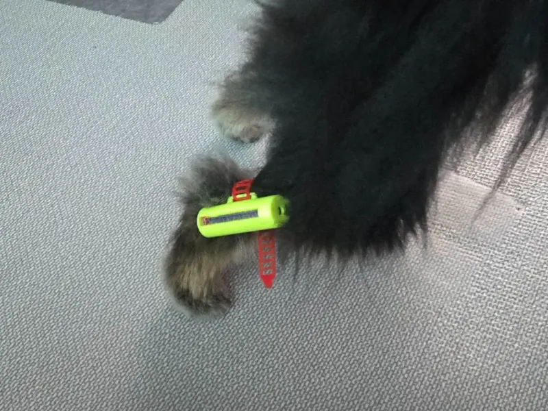 Puppy rehabilitation exercise apparatus 