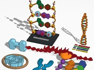 DNA-Histon-Kromozon-Kromatin-Nükleotid-Nükleotidler