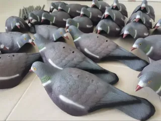 güvercin 