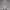 Rose Satin Reverie – Ecchi Night Charm