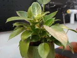 Mini Desk Planter – A Touch of Green, Anywhere, 60-140mm-8