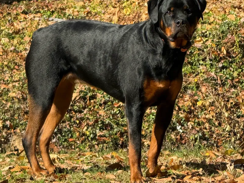 dog Rottweiler