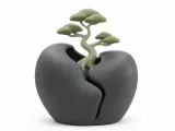 Tiny Tree Growing From Cracked Stone-1