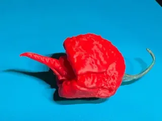 Carolina reaper hot pepper