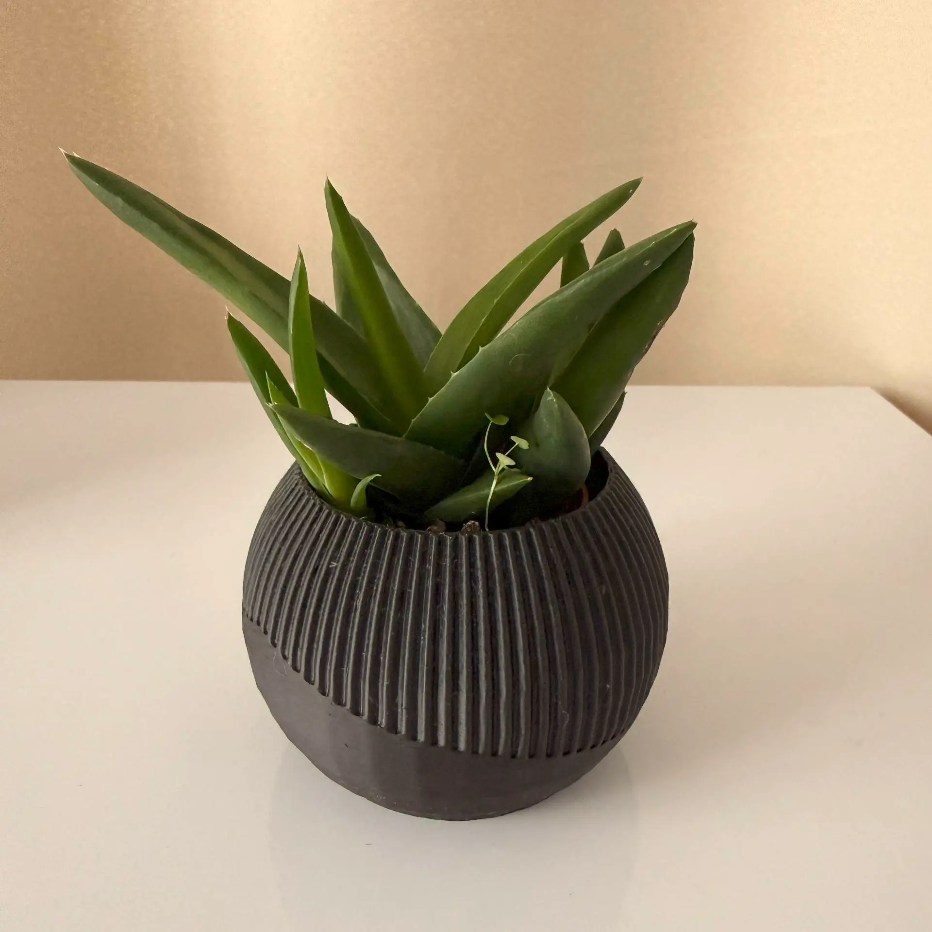 Small flower pot