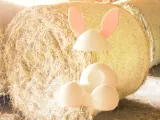 Bunny tale for eggs-4