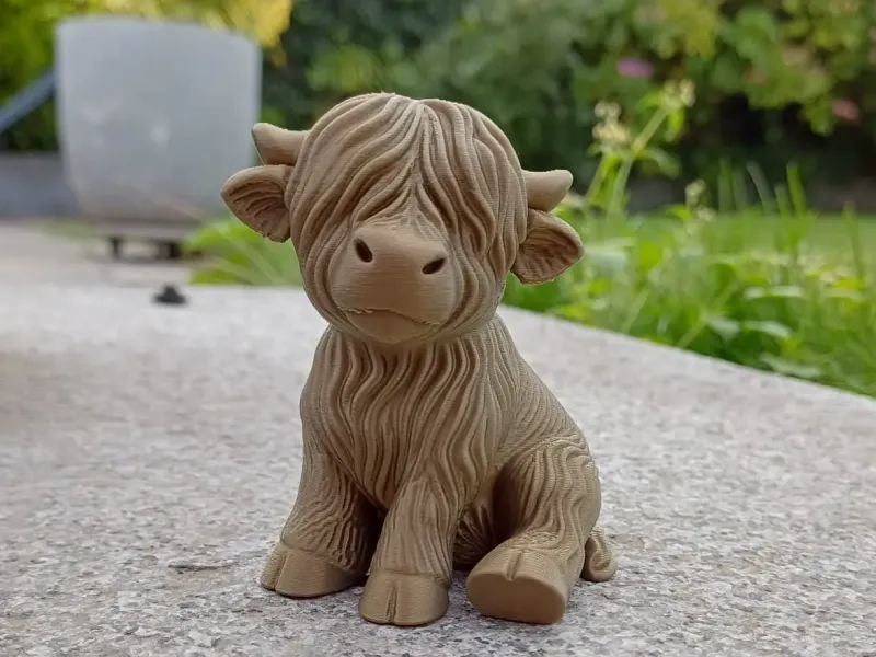 Cute Highland Cow Calf
