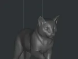 playing cat gato -7
