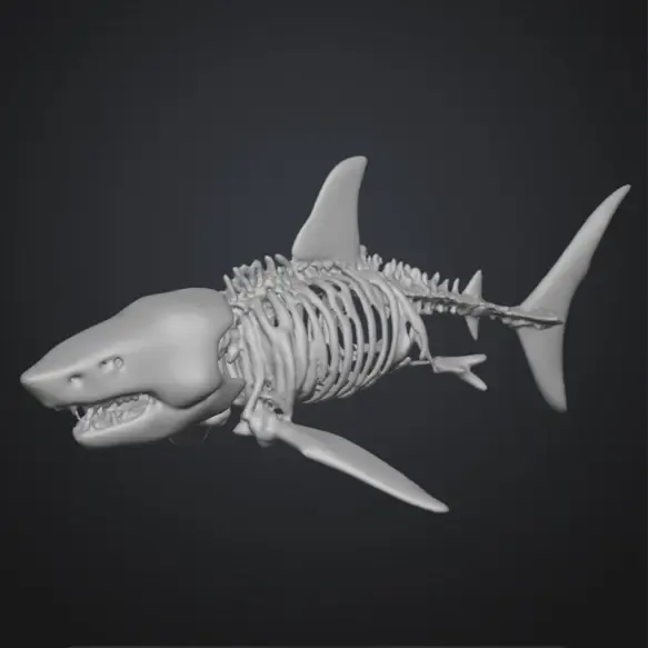 Great White shark Skeleton