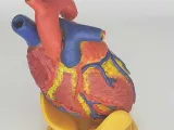 ANATOMIA INIMII PENTRU EDUCAȚIE-7