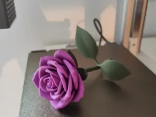 rose and stem