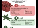 pulzee gül rose-0