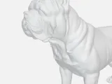 Cane corso-1