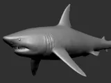 shark-0