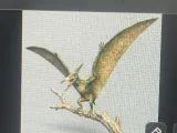 Pterodactylus Dinosaur!-1