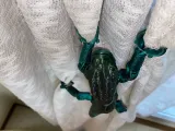 Parson's Chameleon-3