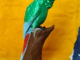 Military Macaw-5
