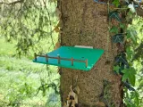 Bird house-6