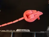 Rat for Cat-4