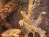 Twisted Driftwood Decor Hide for Cage or Tank-1