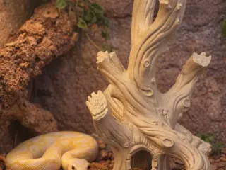 Twisted Driftwood Decor Hide for Cage or Tank