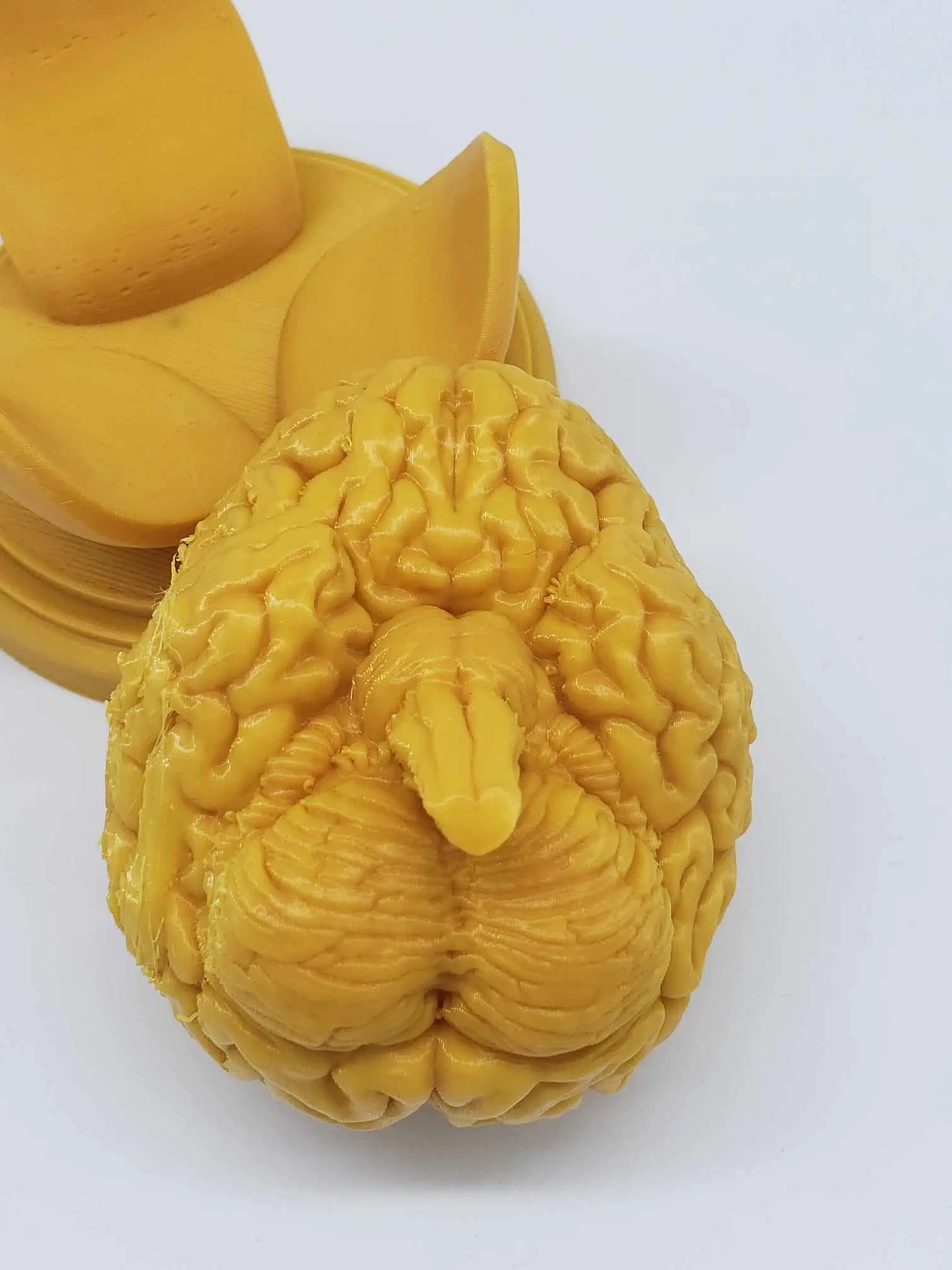BRAIN ANATOMY STL FOR EDUCATION