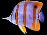 Copperband Butterflyfish-0