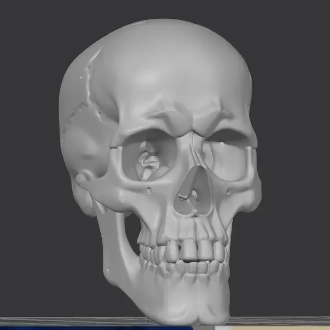 Skull