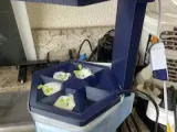 Hydroponic Plant Pot-1