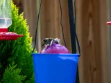 Hummingbird Bath-1