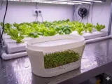 Planted Tiered-1