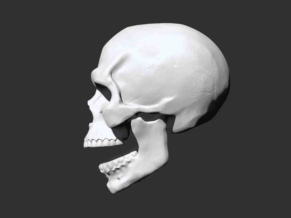 Skull - Anatomy 3D print model