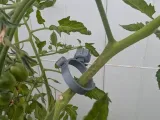 plant clamp-3
