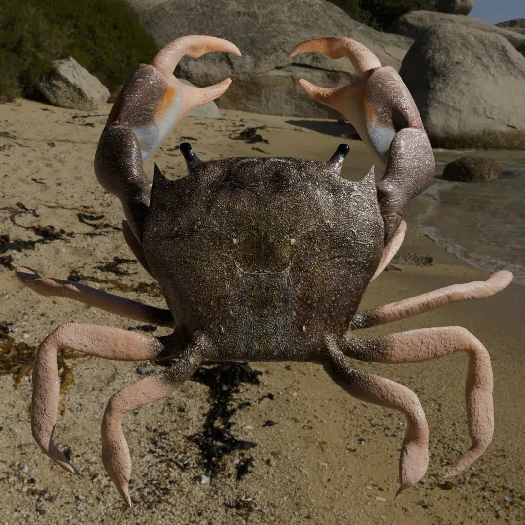 Crab