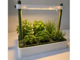 Verbena Hydroponics Herb Pot - MOKA Design-2