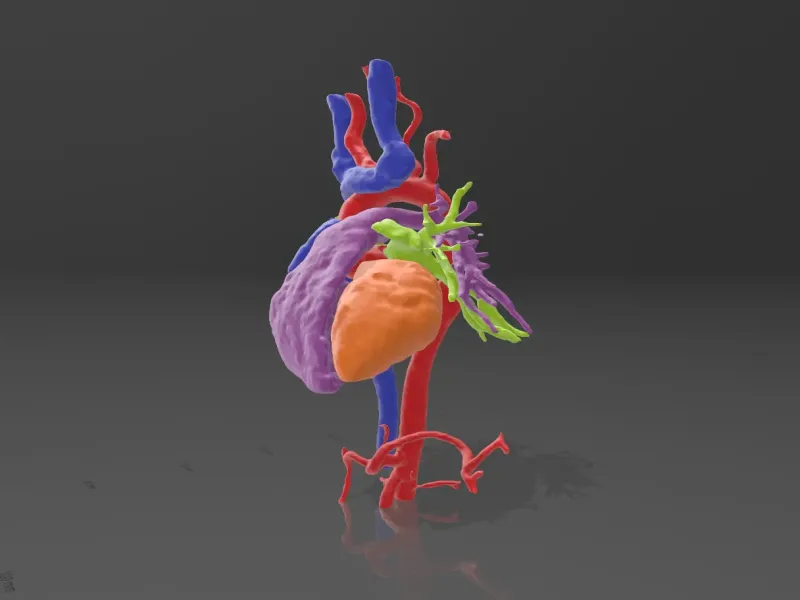 CORAZON HUMANO ESCANEO / SCANSIONE DEL CUORE UMANO