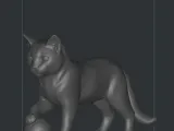 playing cat gato -1