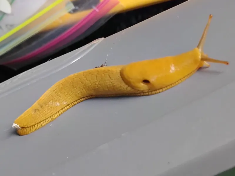 Banana Slug Golden Cute