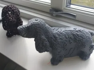 English Cocker Spaniel (Sylvester)