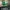 Creeper Desk Buddy – Small & Big Version