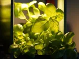 Plant Kitchen Vase-1