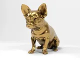 Chihuahua-7