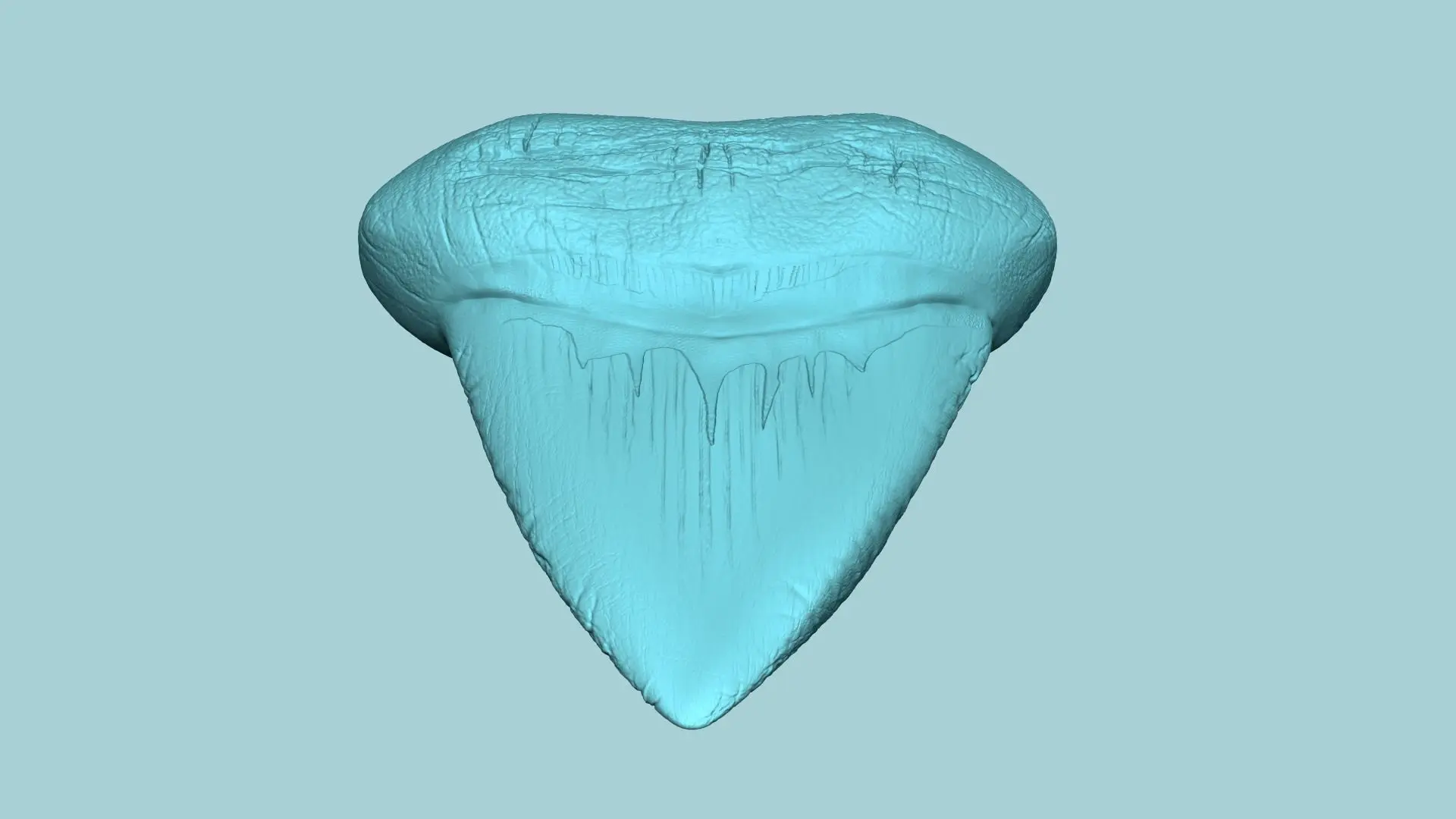 Megalodon-Zahn - Jurassic Fossil Echte Größe