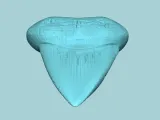 Megalodon Tooth - Jurassic Fossile Real Size-4