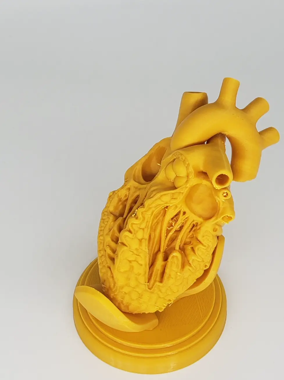 SEZIONE TRASVERSALE DEL CUORE UMANO STAMPA 3D
