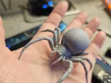 Black Widow-1