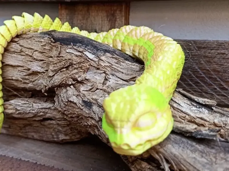 serpiente flexible chibi